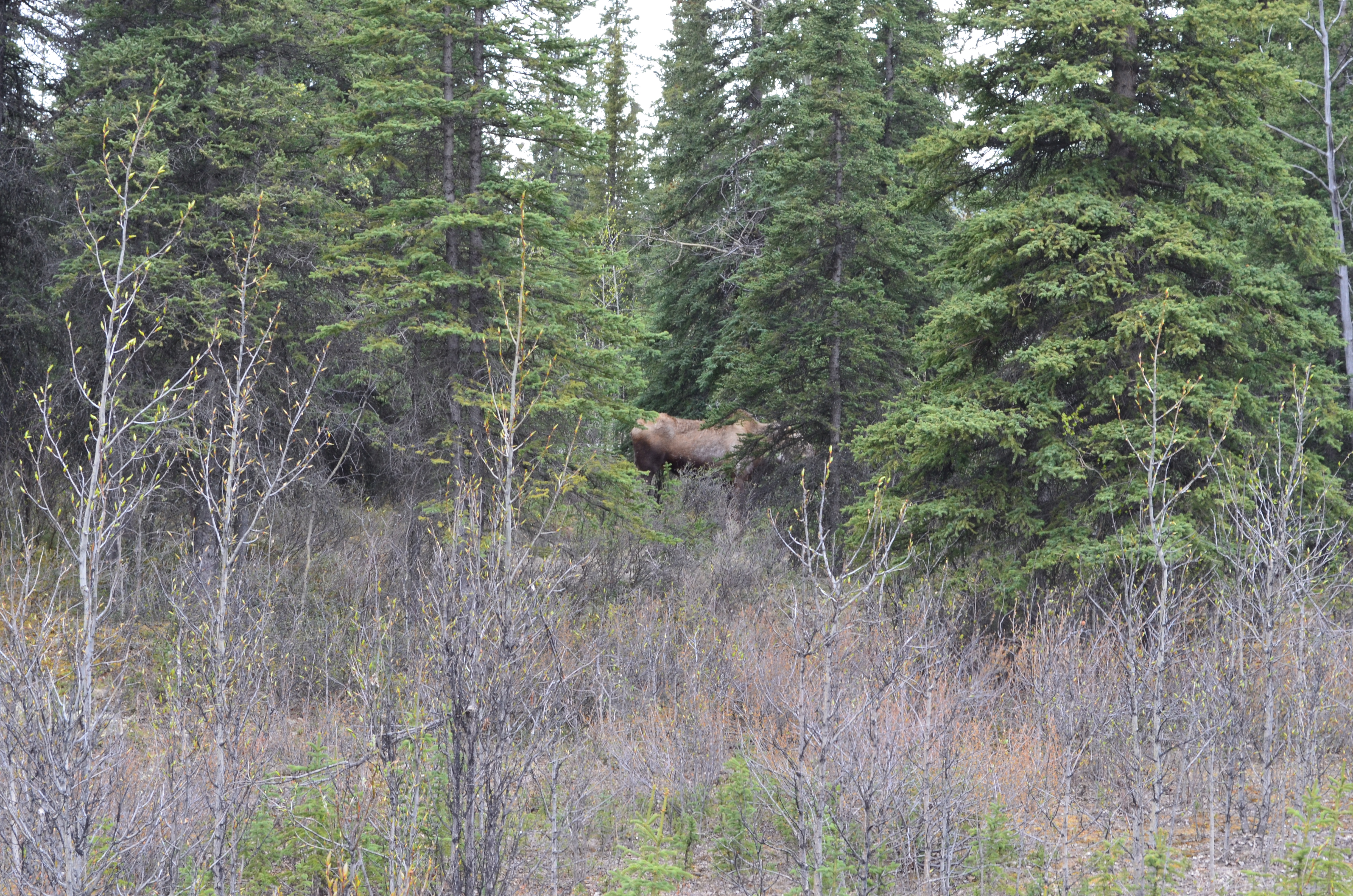 ./2017/08 - Alaska Cruise/03 - Denali/DSC_0127.JPG